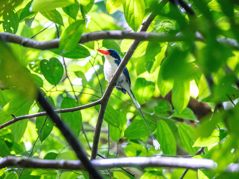 Raja Ampat Biz-索龙必去景点