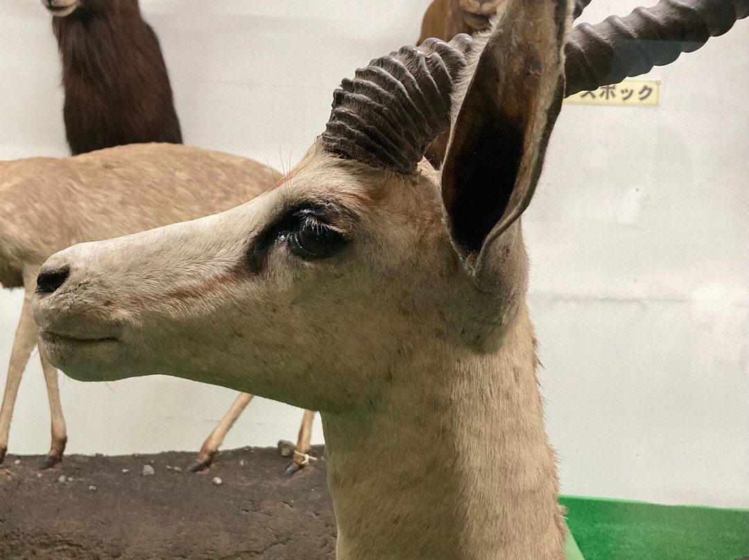 Tsuyama Nature & Mystery Museum-津山市必去景点