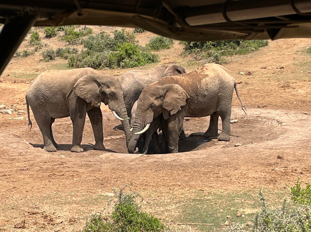 Addo Ventures Guided Safaris-伊丽莎白港必去景点