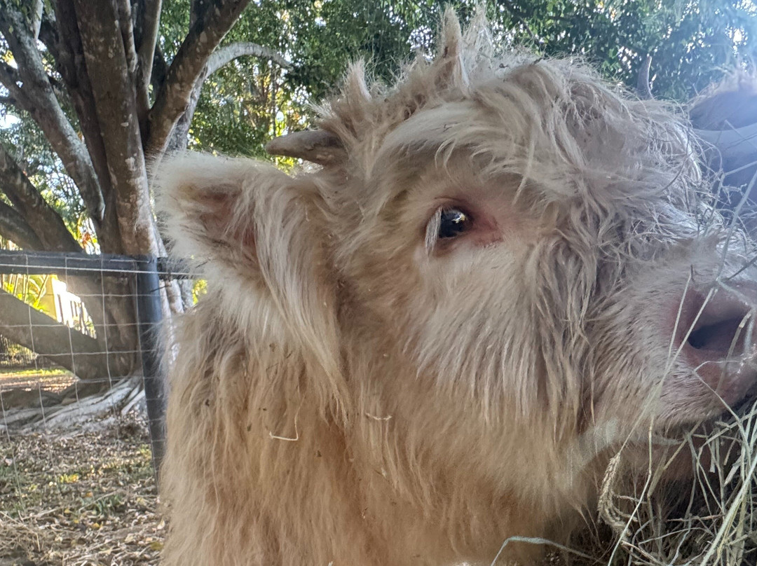 Bexland - Exclusive Highland Cow and Farm Experiences-Doonan必去景点