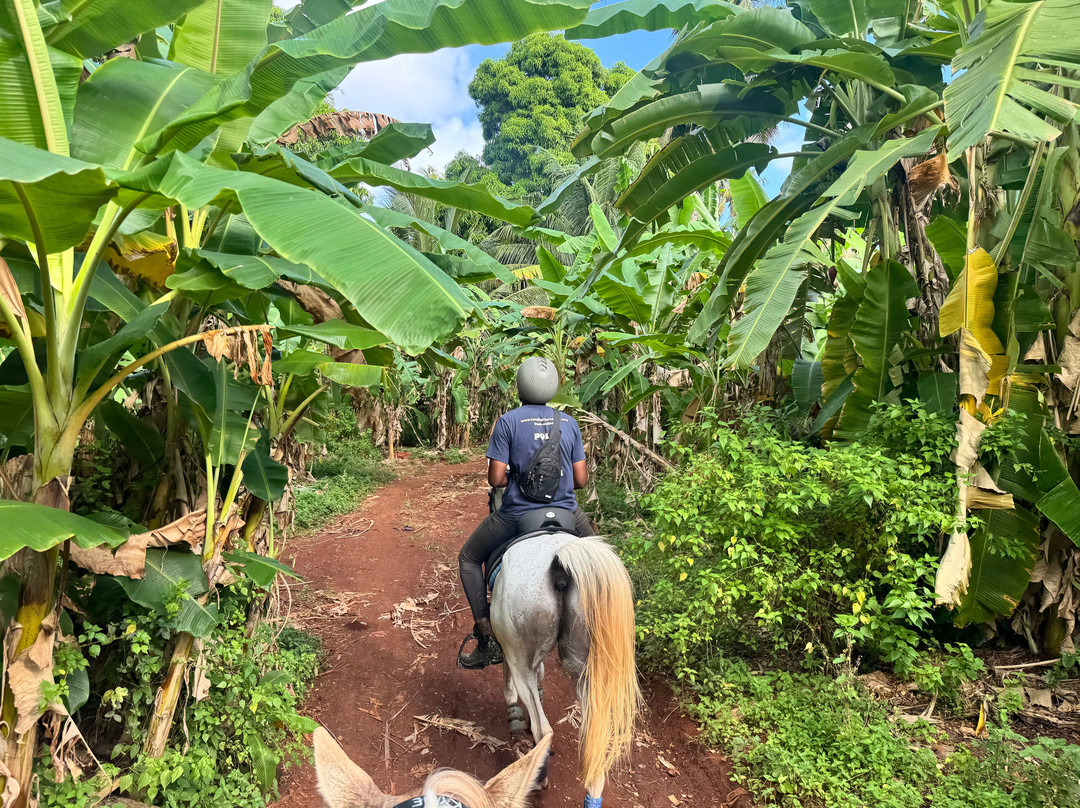 Zanzibar Horse Club-孥归必去景点