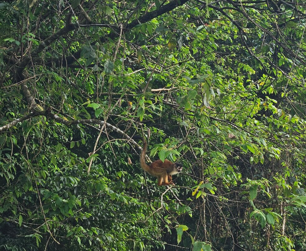 Jaguar Corcovado Tours-希门尼斯港必去景点