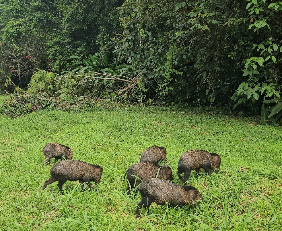 Jaguar Corcovado Tours-希门尼斯港必去景点