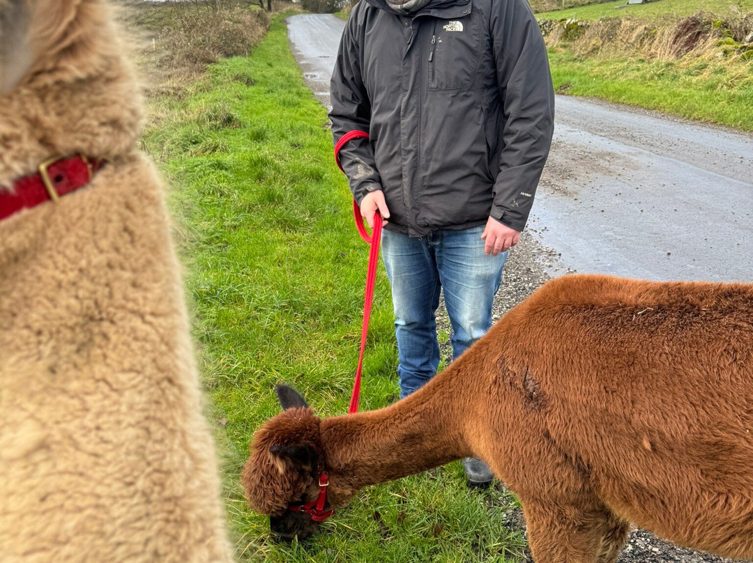 Wreay Syke Alpacas-肯德尔必去景点