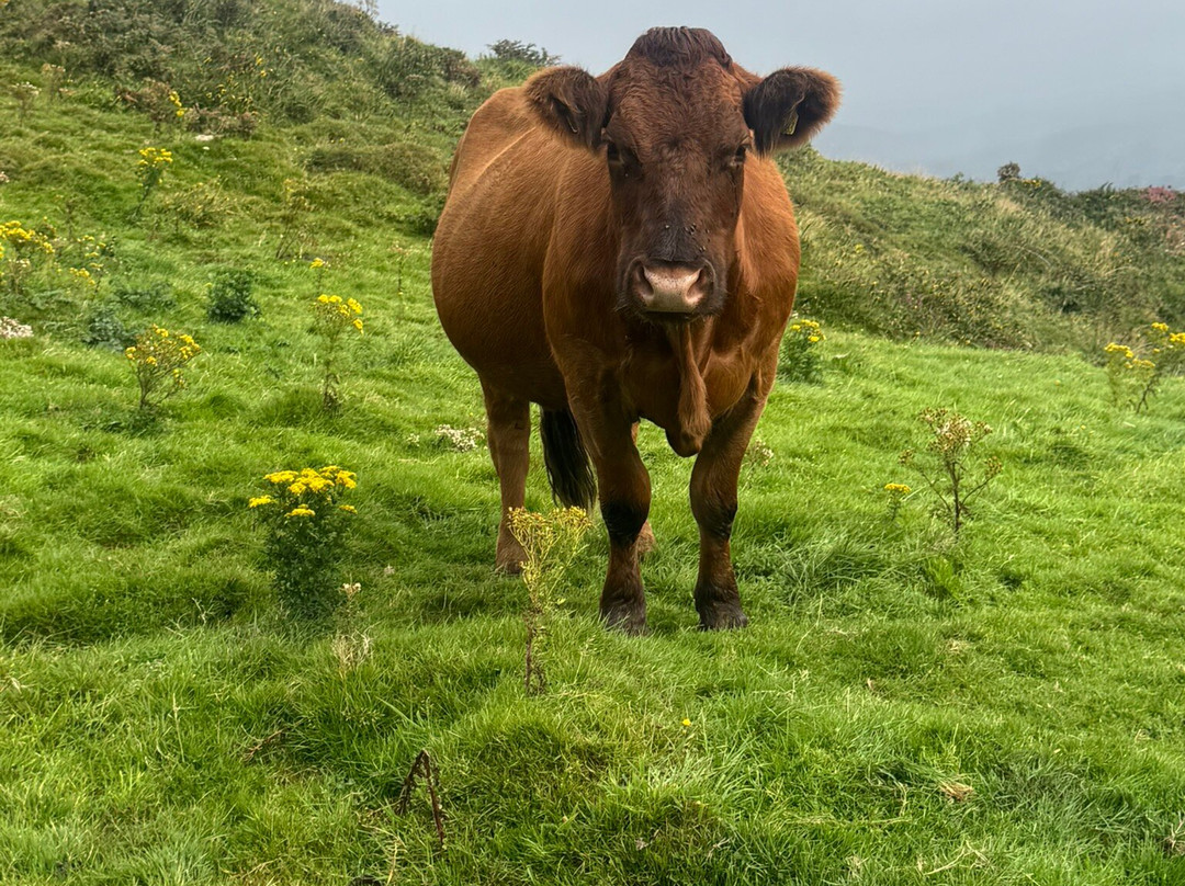 Vagabond Tours-都柏林必去景点