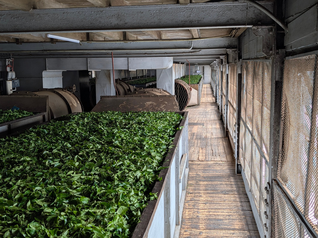 Dambatenne Tea Factory-哈普特莱必去景点