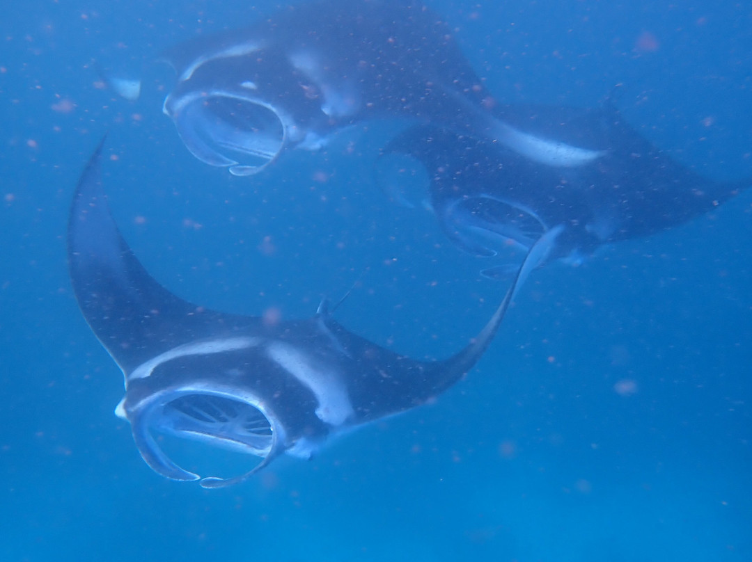 Ranthari Hotel & Spa主图