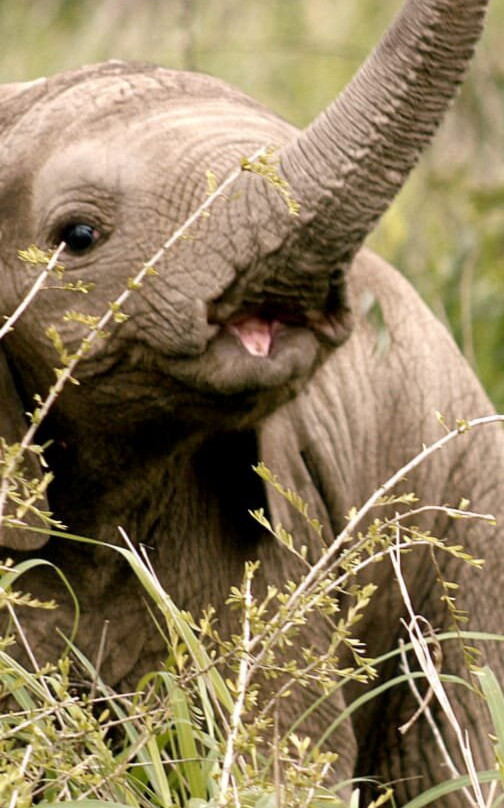 SAFARI, DRIVE & DIVE TOURS-Inhambane必去景点