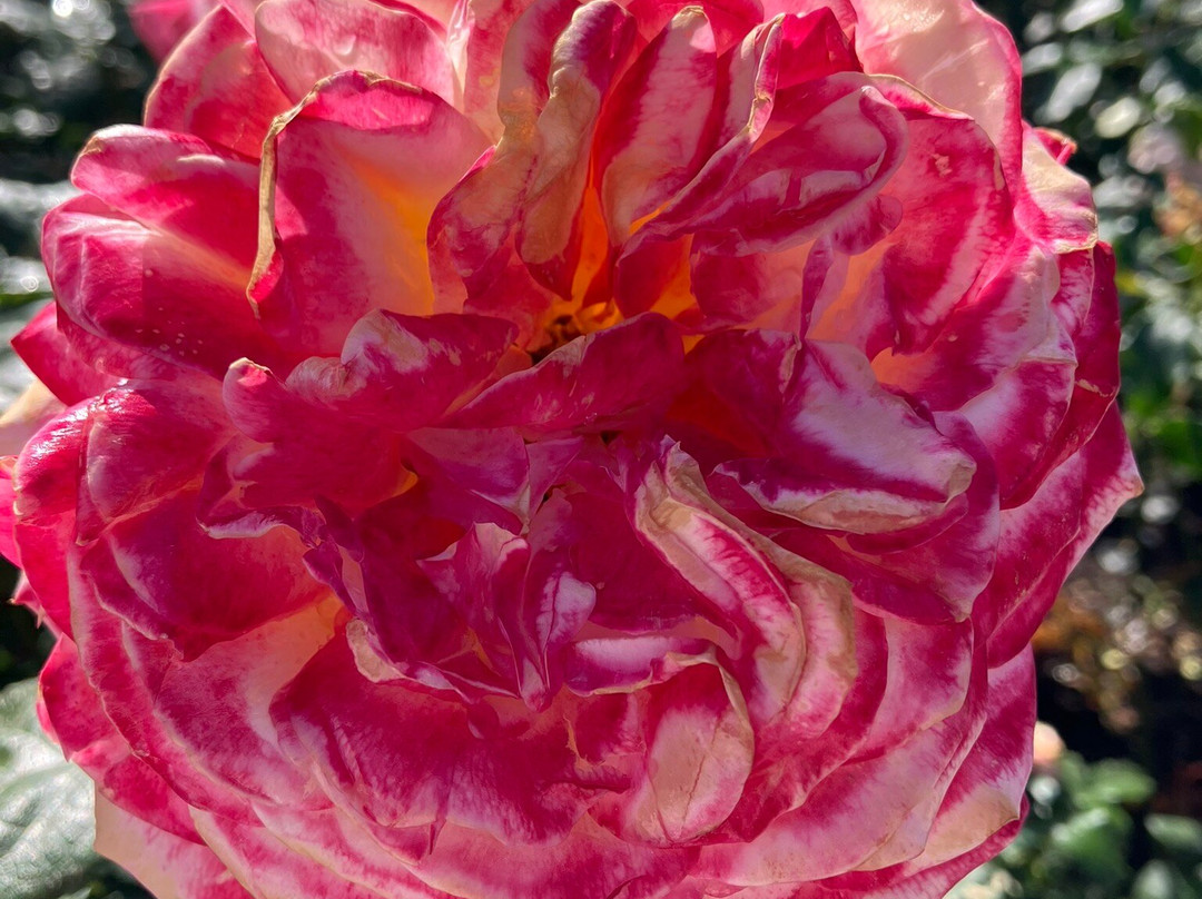 帕内尔玫瑰花园-奥克兰中心地区必去景点