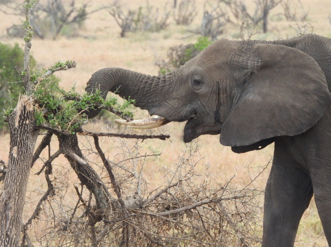 Blessing Safaris-阿鲁沙必去景点