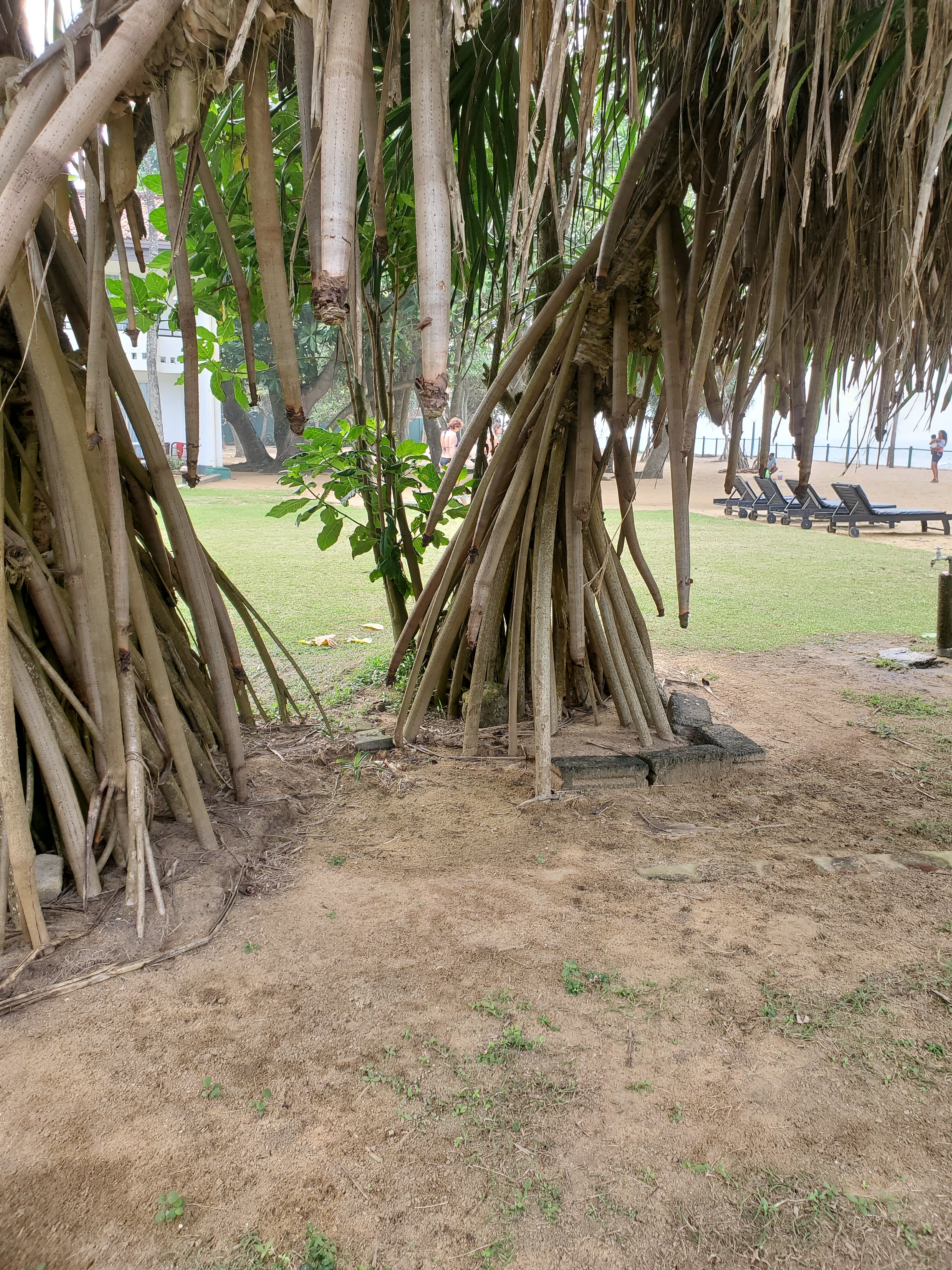 芙蓉海滩酒店-官方