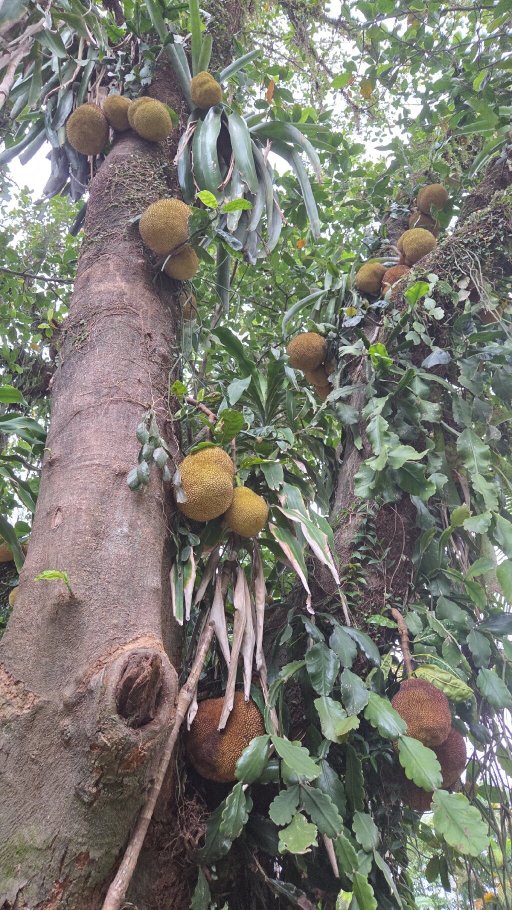 Pousada Aparas-官方