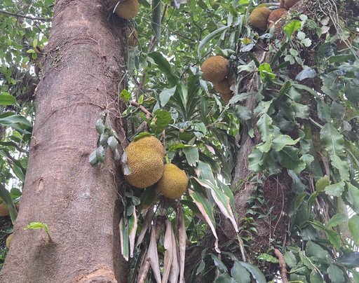 Pousada Aparas主图