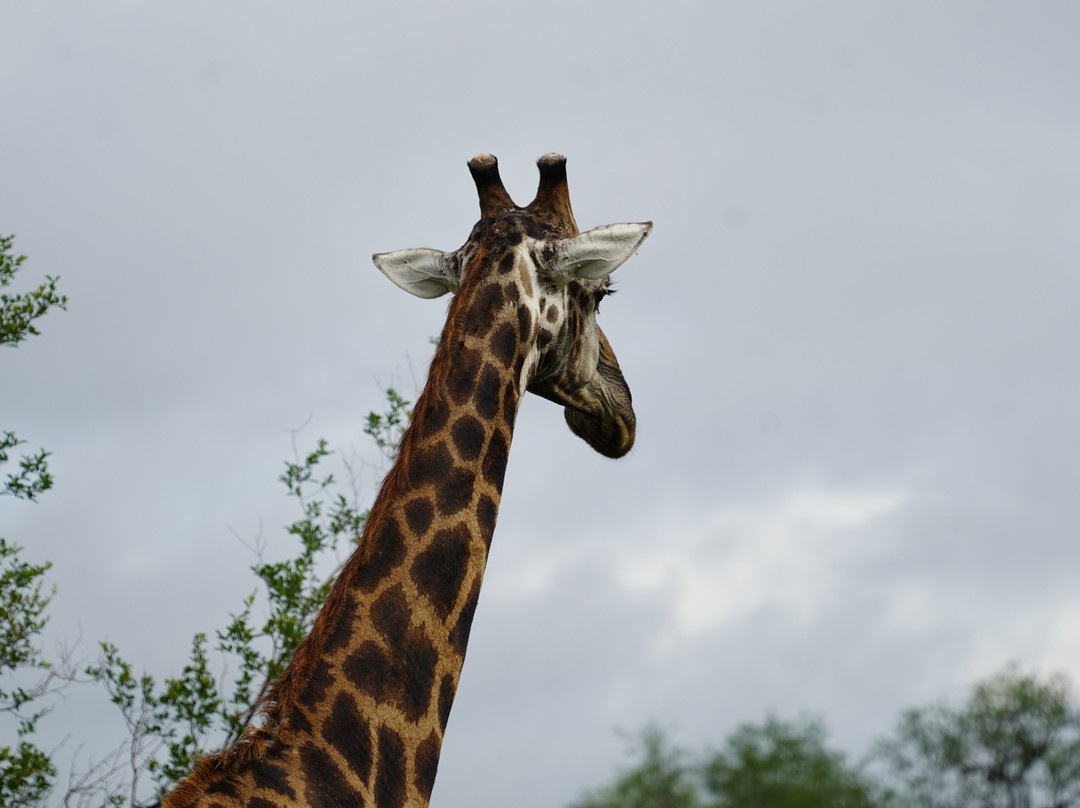 Pabeni Gate Kruger National Park-雾观必去景点