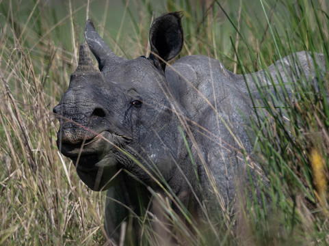 Big Cats of India-苏黎世必去景点