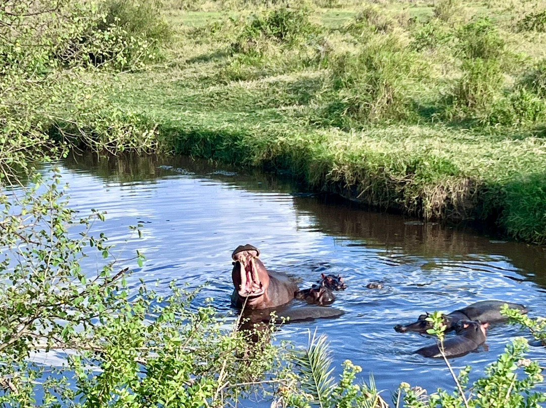 Mwewe Expeditions-阿鲁沙国家公园必去景点