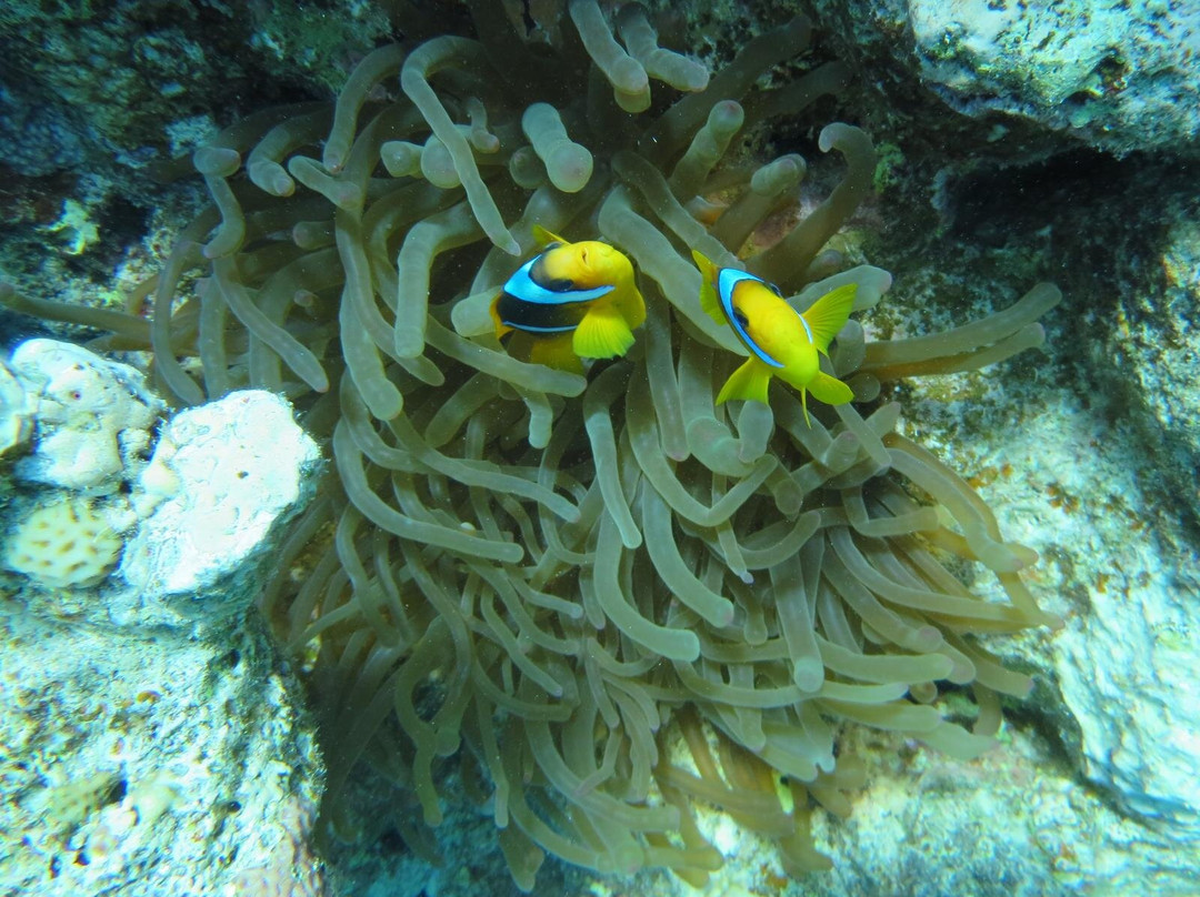 La Pecora Nera-Escursioni Sharm-沙姆沙伊赫必去景点