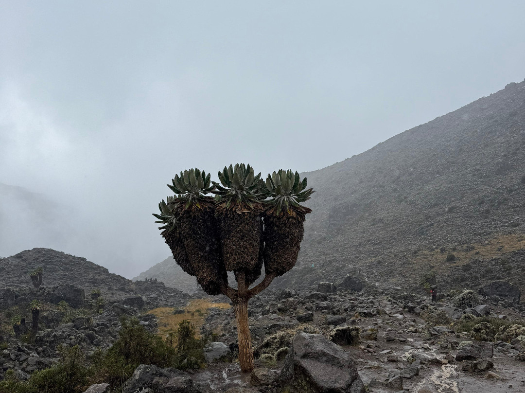 Pico Me Up-Pico必去景点