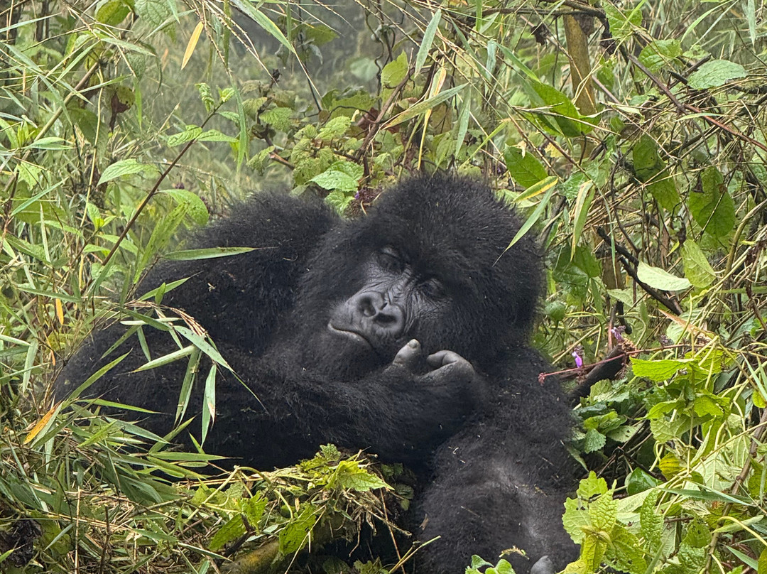 Empirical Tour and Travel Ltd-吉塞尼必去景点