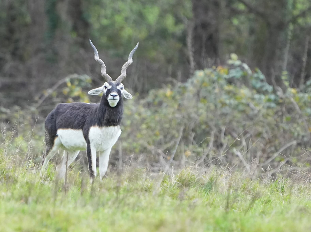 Watatunga Wildlife Reserve-金斯林必去景点