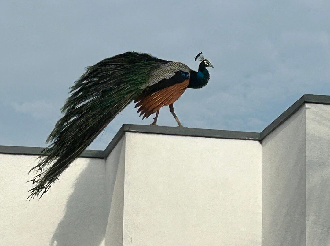 Turtle Paradise主图