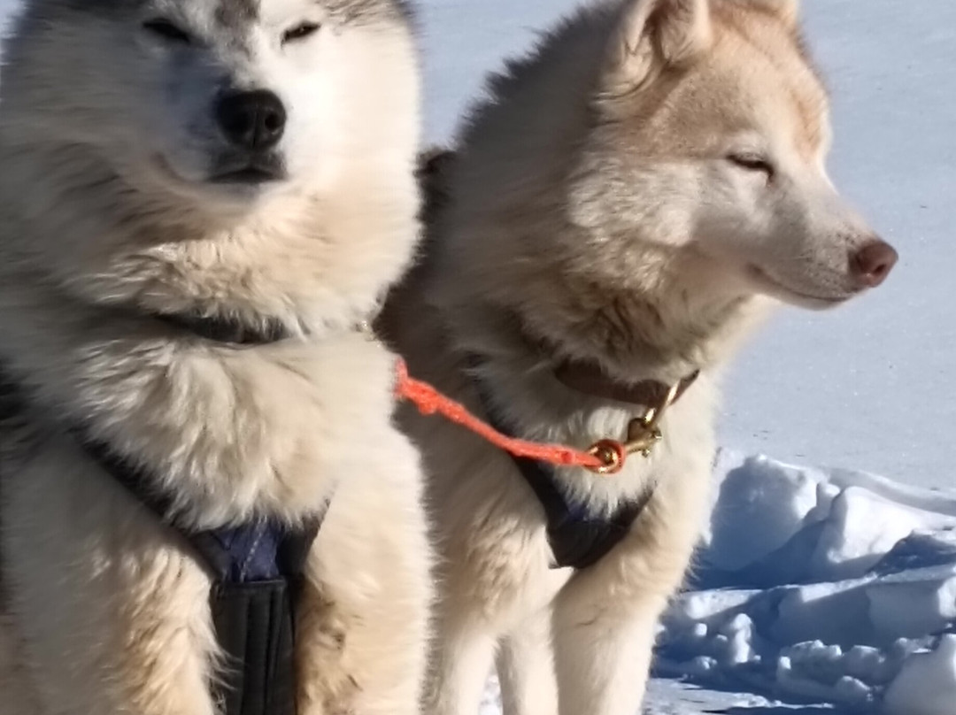 The Husky Experience Sestriere-Sestriere必去景点