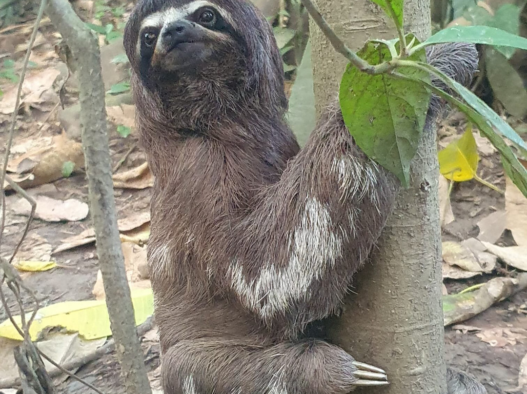 Allpayacu Adventures-伊基托斯必去景点