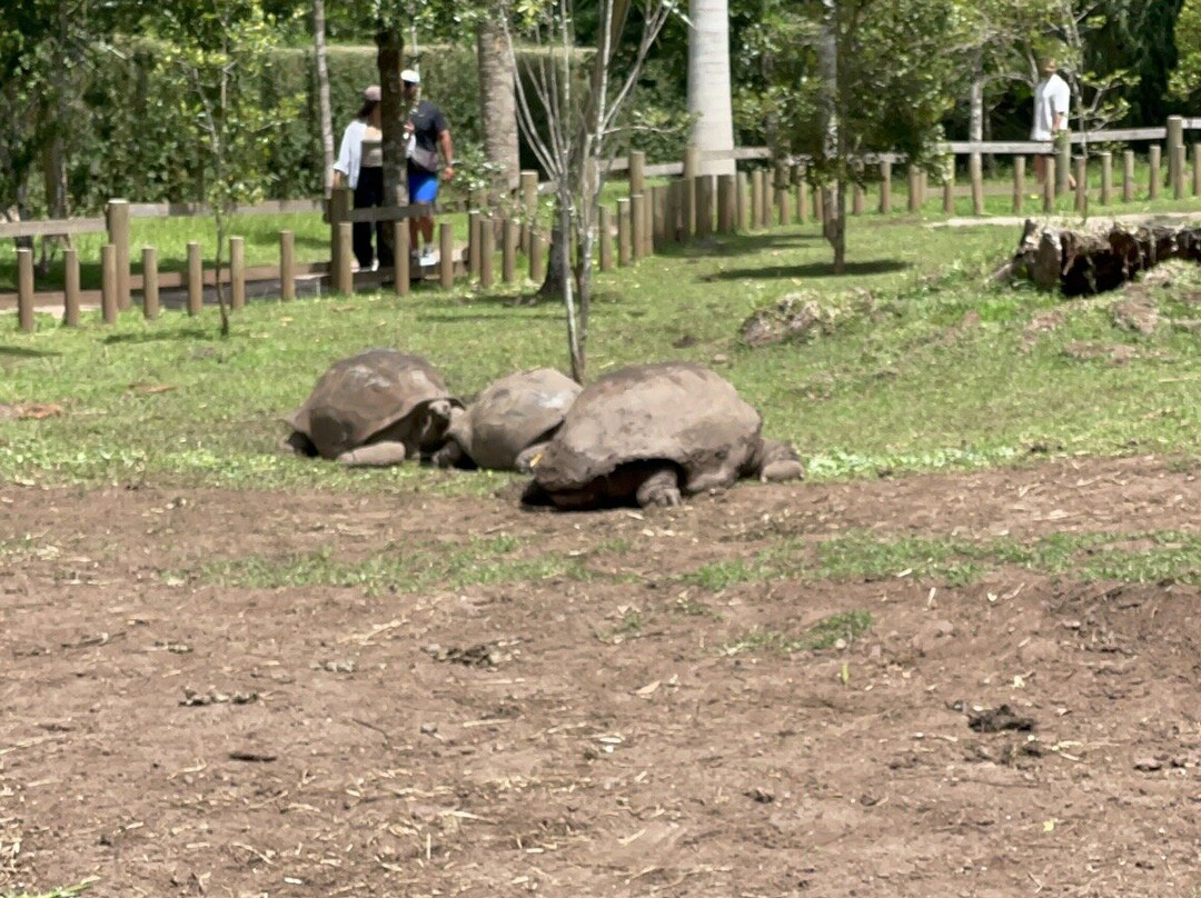 Calypso boat tours Mauritius-蓝湾必去景点
