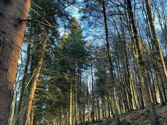 Barrhill Woods-Kirkcudbright必去景点