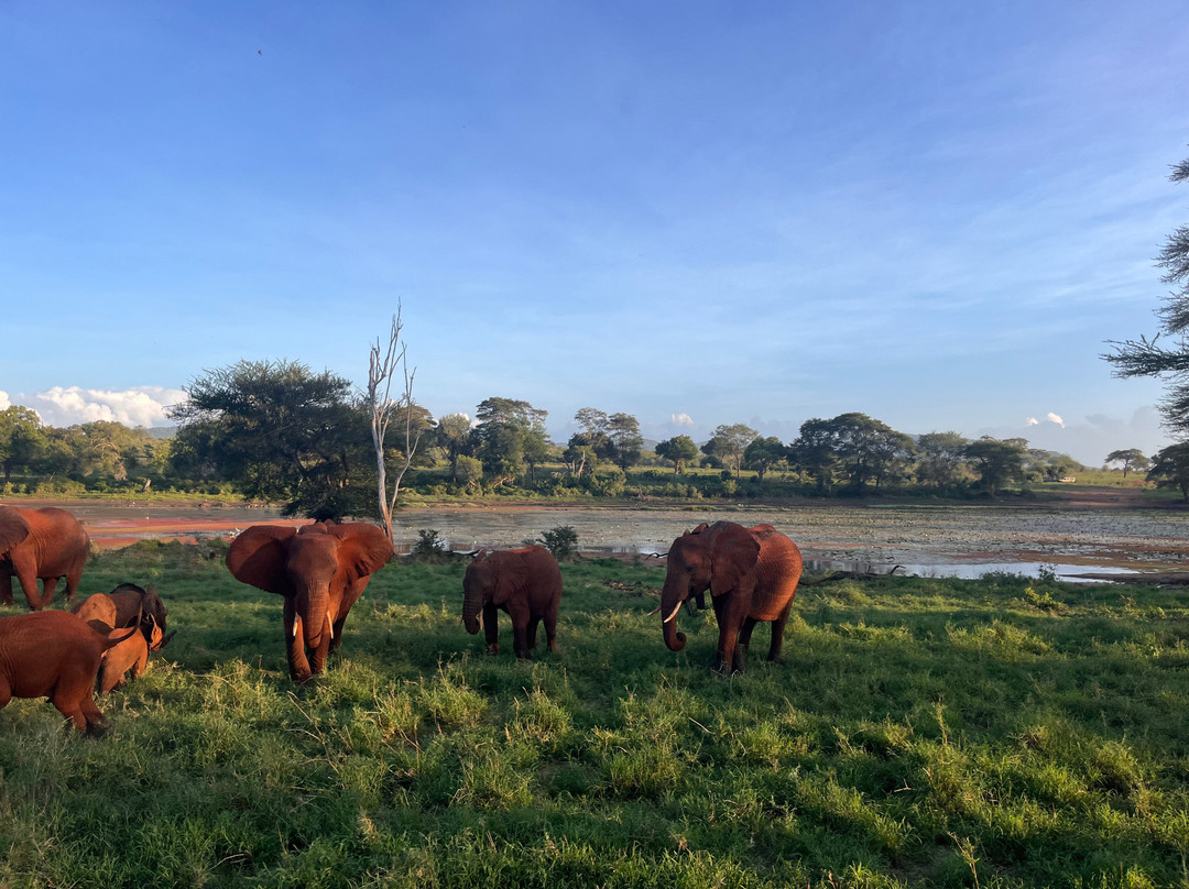 Safari Kenya roberto toba-瓦塔木必去景点