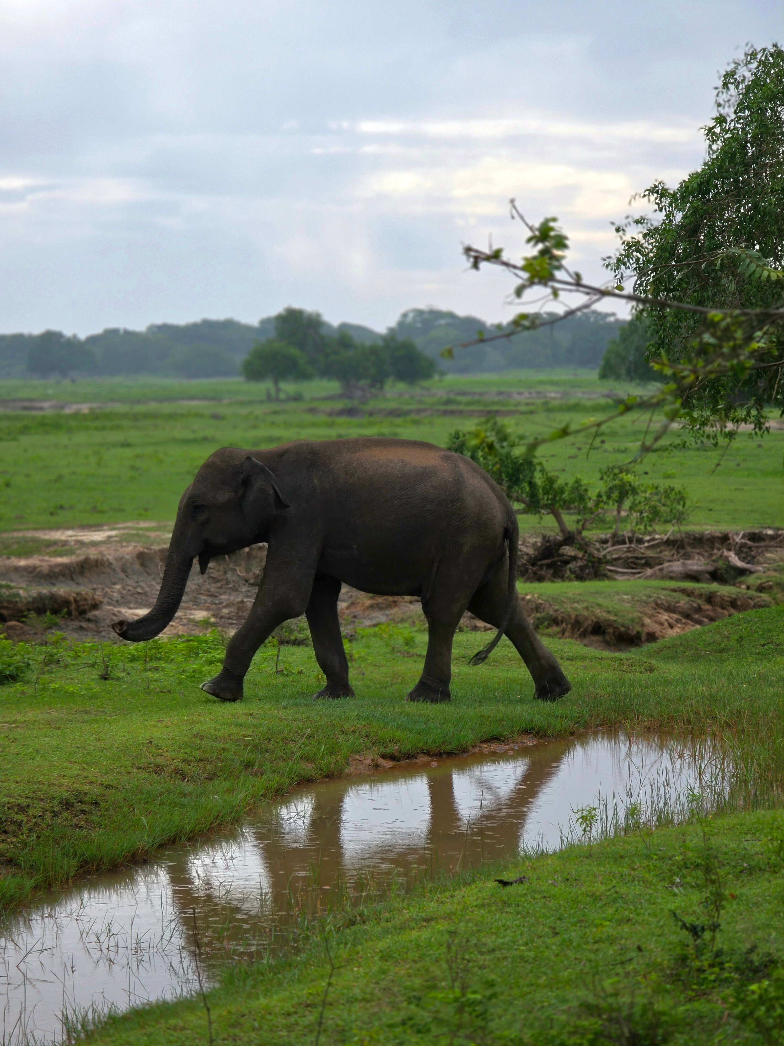 Hilton Yala Resort-官方