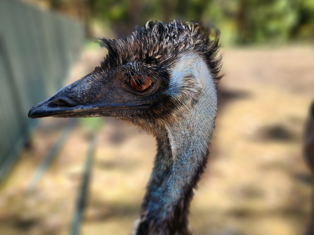 Warrawong Wildlife Sanctuary-Mylor必去景点