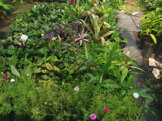 Tizardin-红地必去景点