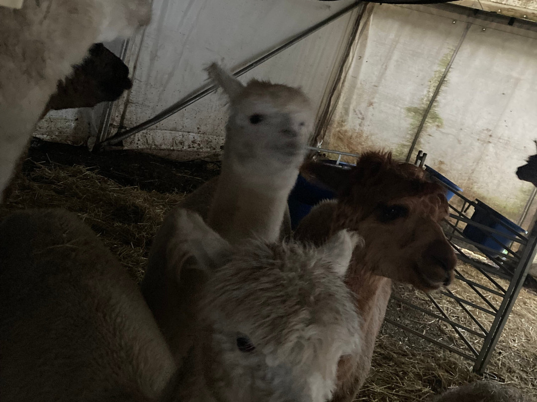 Willow Tree Family Farm-Shirebrook必去景点