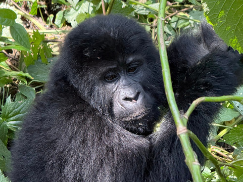 Peak Cruise Safaris-坎帕拉必去景点