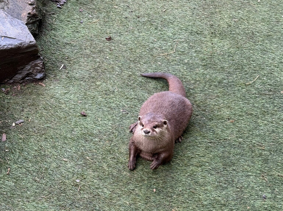 Exotic Zoo Wildlife Park + Natural History & Dino Museum-特尔福德必去景点