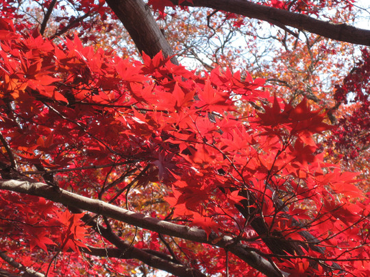 Asahi Beer Oyamazaki Villa Museum of Art-大山崎町必去景点