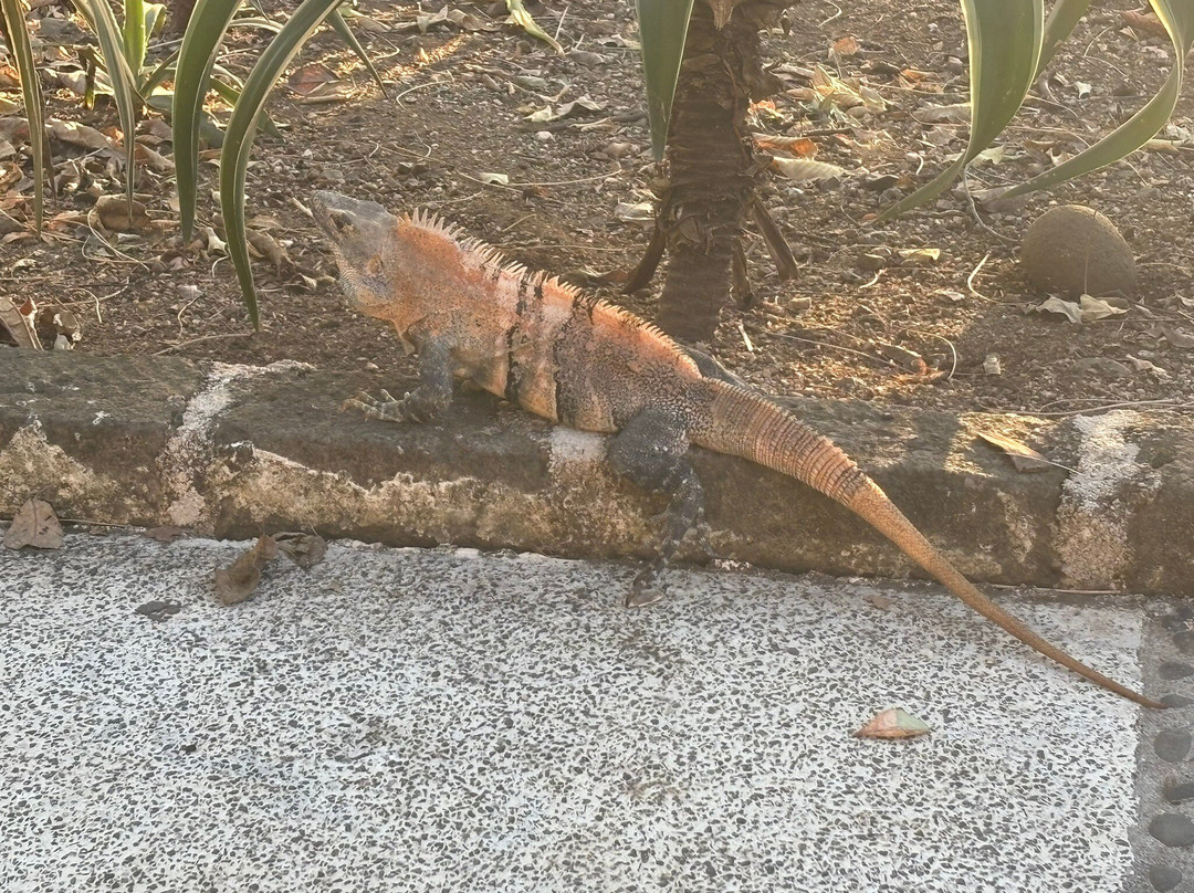 Playa Danta-Las Catalinas必去景点