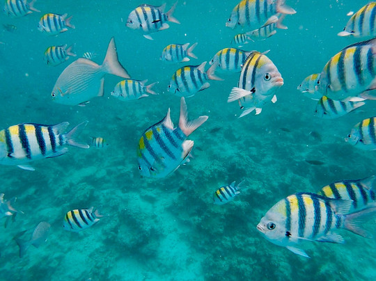 Eddie Taxi Driver Zanzibar-桑给巴尔市必去景点