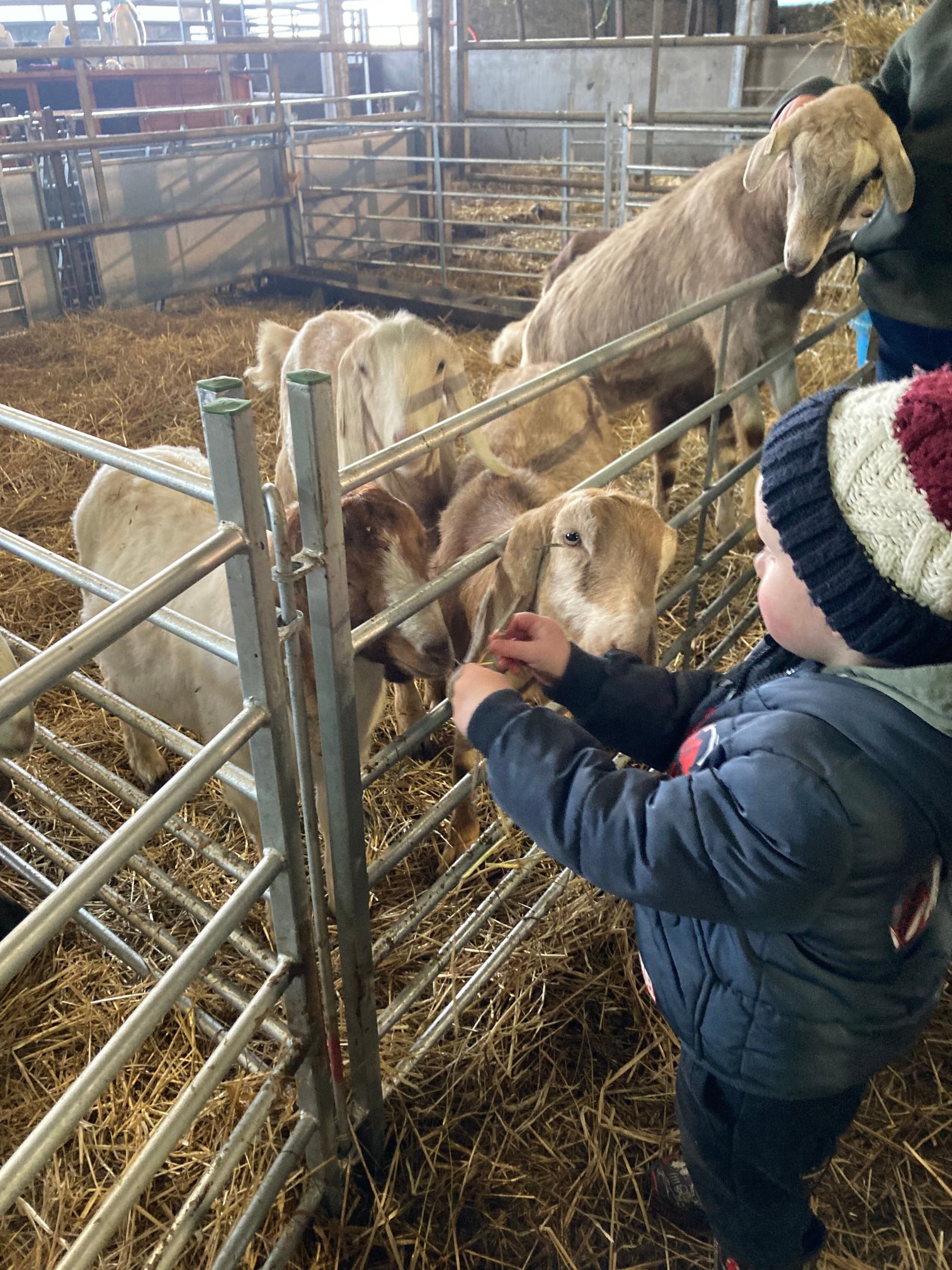 Newton Farm Holidays & Tours-官方