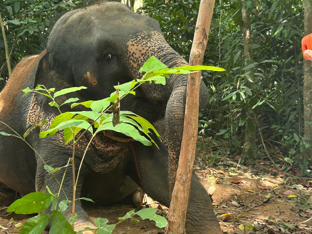 Samui Elephant Spa-苏梅岛必去景点