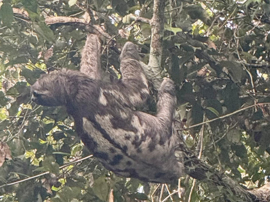 Cuyabeno Dolphin Lodge-Cuyabeno Wildlife Reserve必去景点