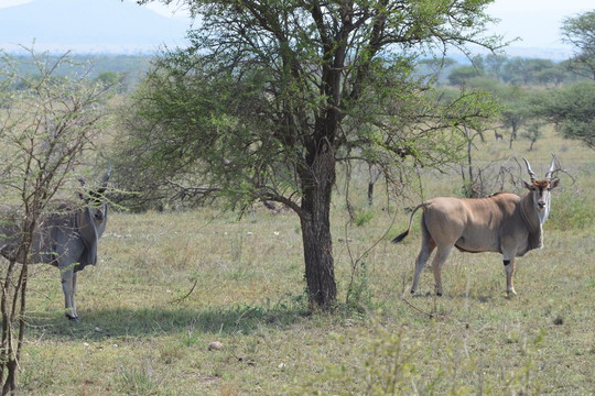 Nature's Land Safaris & Rentals-姆万扎必去景点