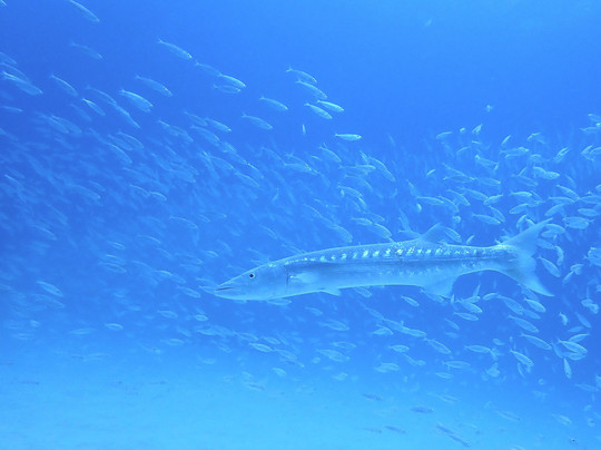 Orca Dive Club - Pereybere-Pereybere必去景点