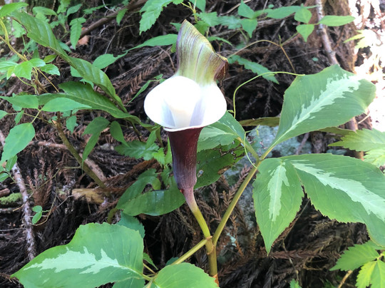 Amagoi no Taki-神山町必去景点