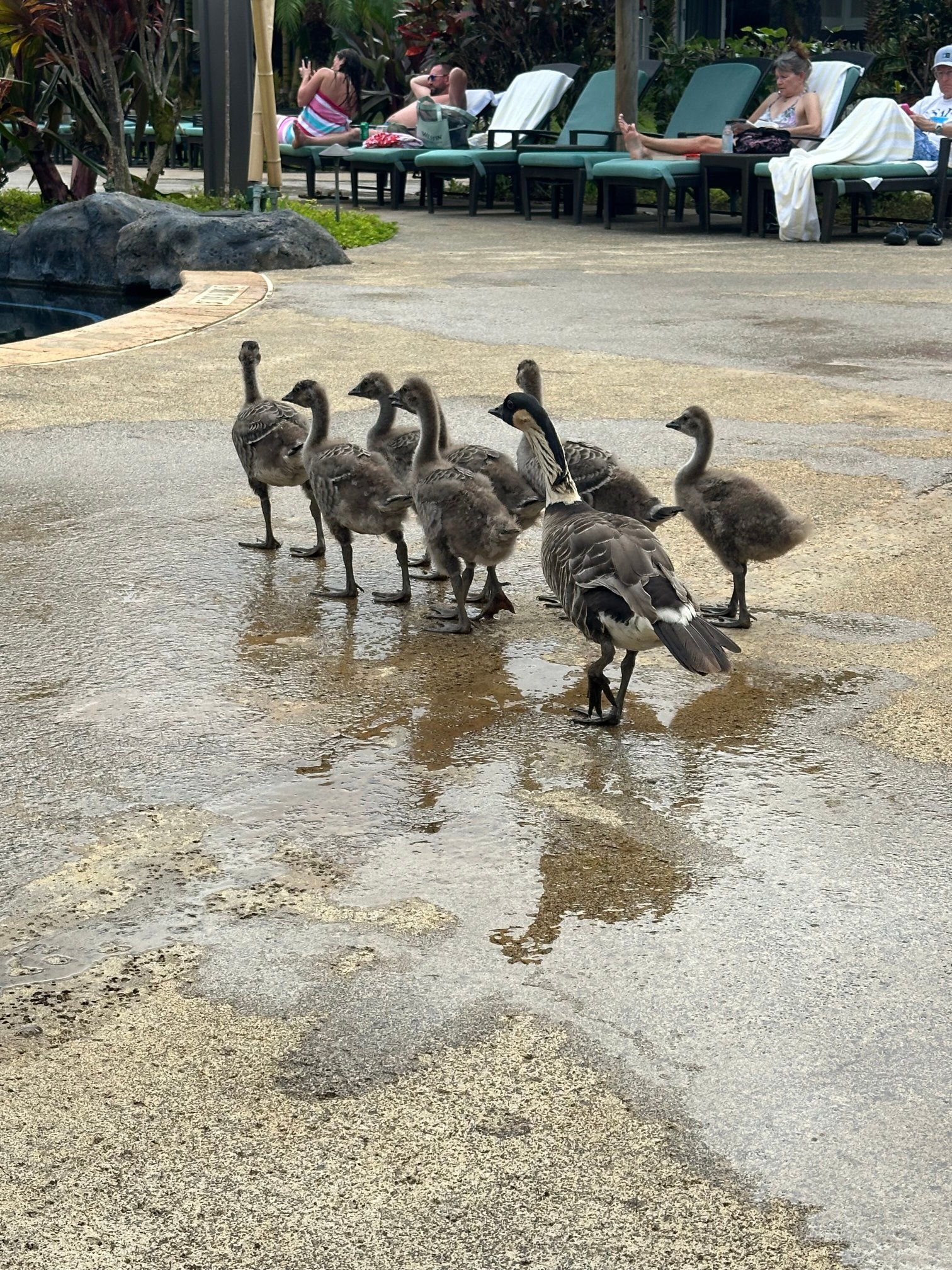威斯汀普林斯维尔海洋度假别墅酒店-浴室