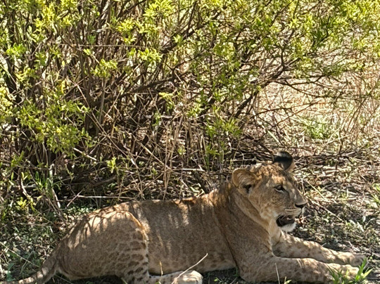 Jaynevy Tours-莫西必去景点