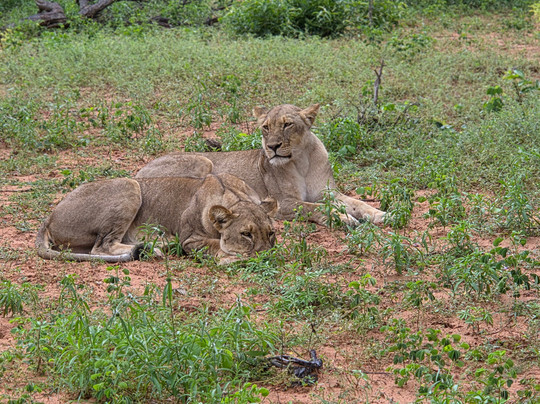 Real Africa Safaris Chobe-卡萨尼必去景点