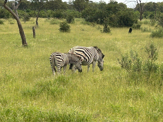 Khwai Guest House主图