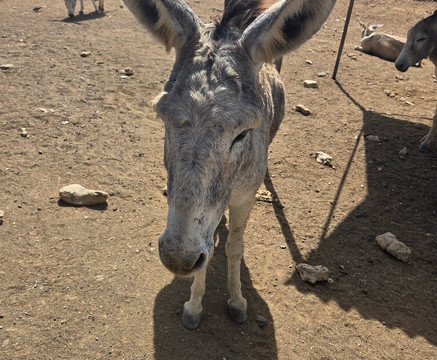 Donkey Sanctuary Bonaire-博奈尔岛必去景点